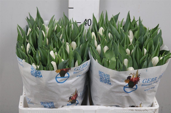 <h4>Tu En White Prince</h4>