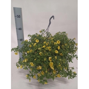 CALIB CA YELLOW