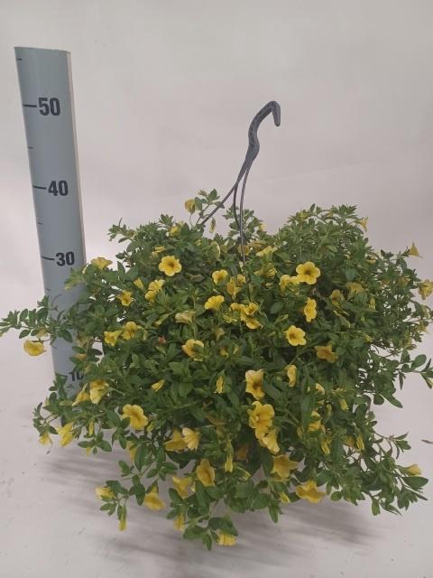 <h4>CALIB CA YELLOW</h4>