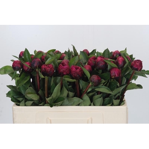 Paeonia Red Sarah Bernhardt
