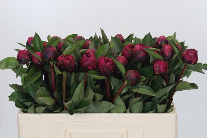 <h4>Paeonia Red Sarah Bernhardt</h4>