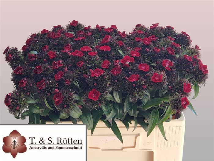 <h4>Di Barb B Diep Rood</h4>