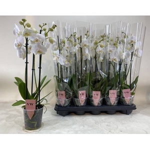PHAL AN INVERNESS
