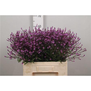 Verbena Off Bampton