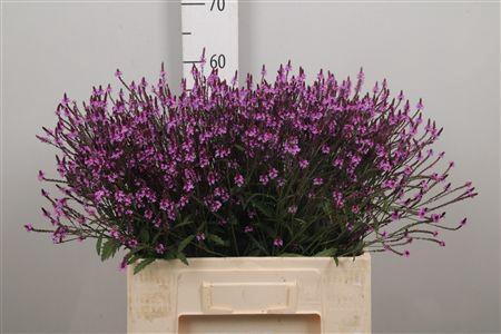 <h4>Verbena Off Bampton</h4>