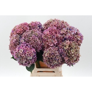 Hydr M Ch Rodeo Cl Purple