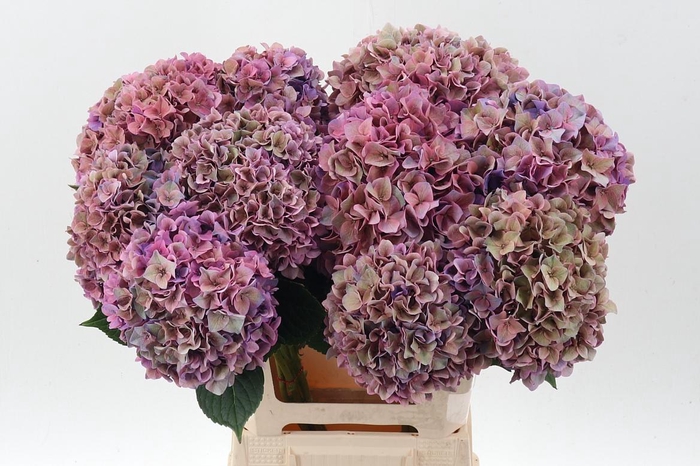 <h4>Hydr M Ch Rodeo Cl Purple</h4>