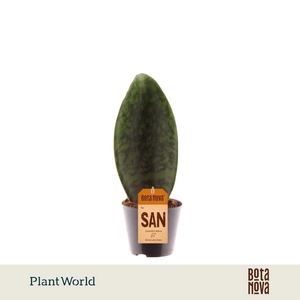 Sansevieria overig