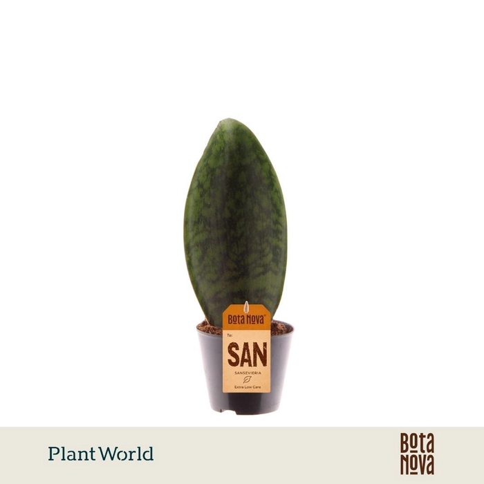 <h4>Sansevieria overig</h4>