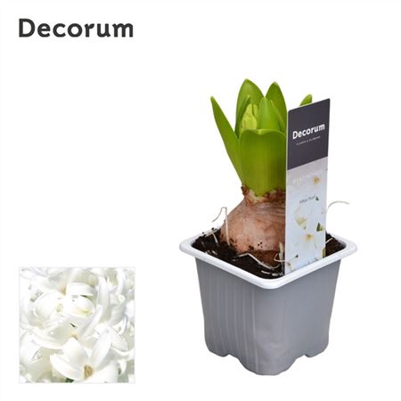 <h4>Hyacinth White Pearl 1pp</h4>