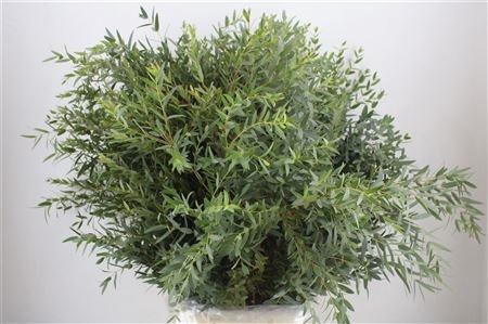 <h4>EUC PARVIFOLIA P BS</h4>