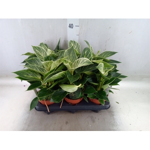 Philodendron   ...