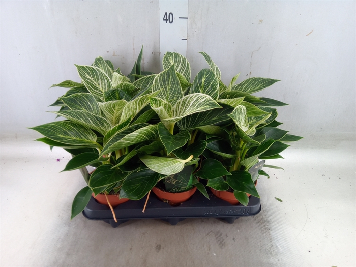 <h4>Philodendron   ...</h4>