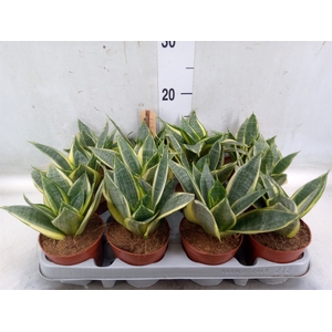 Sansevieria trifa. 'Golden Hahnii'