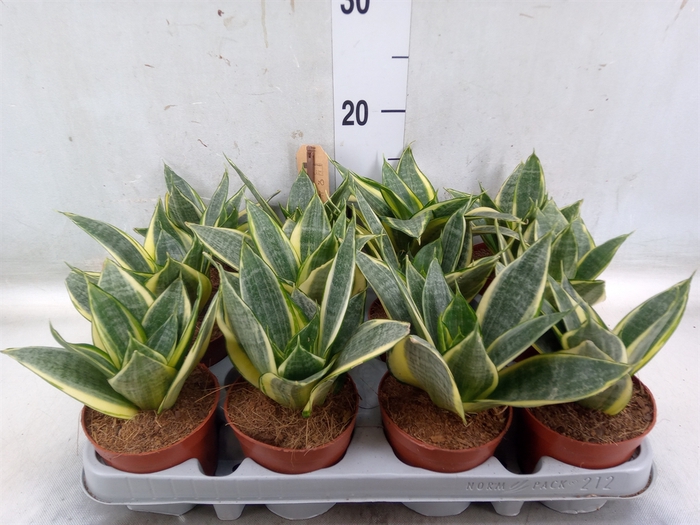 <h4>Sansevieria trifa. 'Golden Hahnii'</h4>