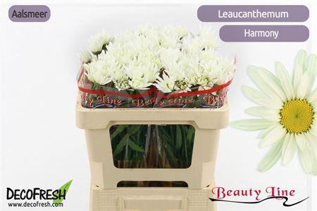 <h4>Leuc S Harmony</h4>