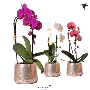 Kolibri Orchids Phalaenopsis Cascade Niagara Fall mix 1 spike in Luxury pot silver