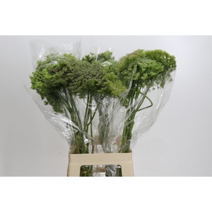 Ammi Visnaga Green Mist