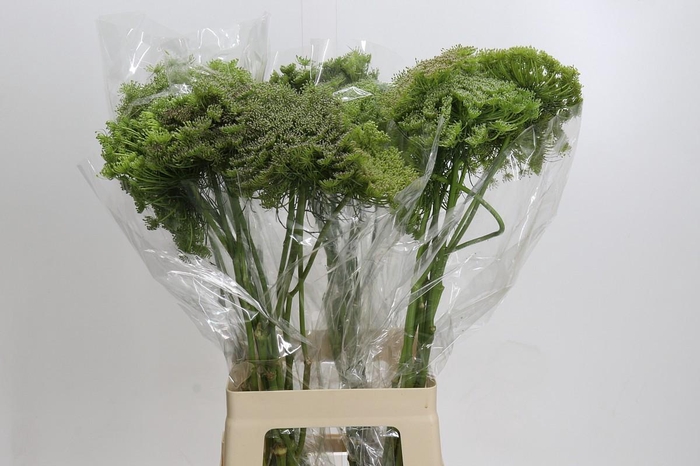 <h4>Ammi Visnaga Green Mist</h4>