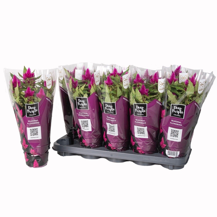 <h4>Celosia Deep Purple</h4>