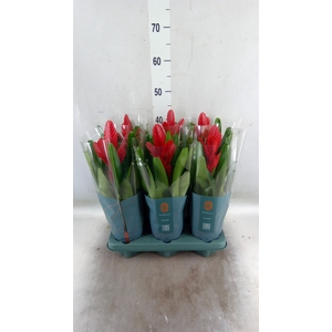 Vriesea  'Intenso Red'