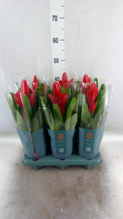 <h4>Vriesea  'Intenso Red'</h4>