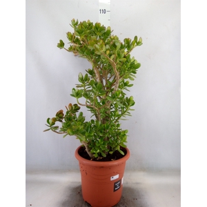 Crassula ovata