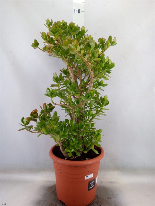 <h4>Crassula ovata</h4>