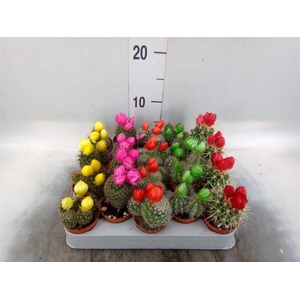 Cactus ...decorated