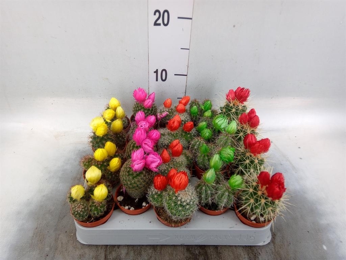 <h4>Cactus   ...decorated</h4>