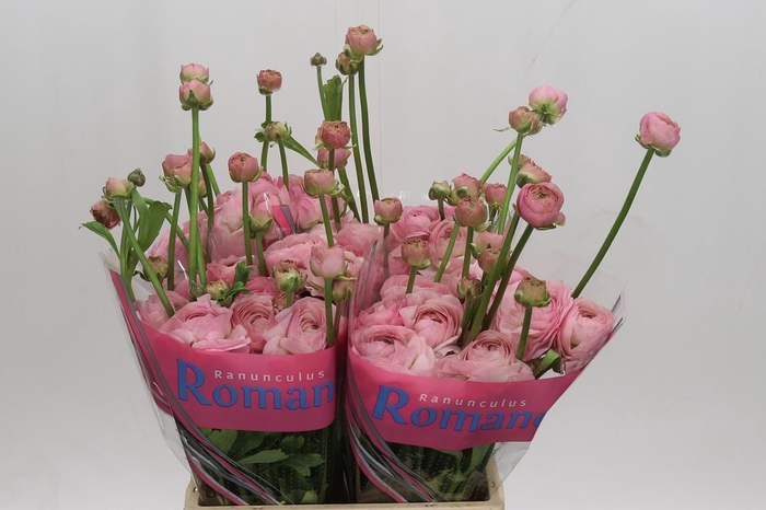 <h4>Ranunculus Romance Seine</h4>