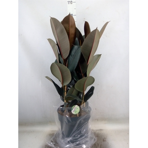 Ficus elastica 'Abidjan'