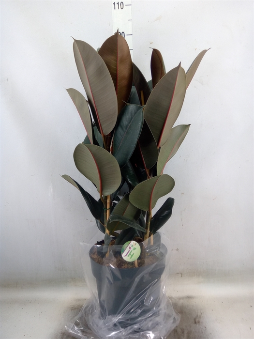 <h4>Ficus elastica 'Abidjan'</h4>