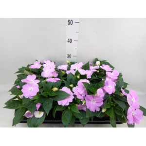 Impatiens NG 'ColPow Lavender'