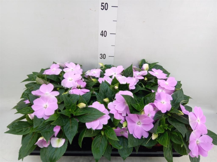 <h4>Impatiens NG 'ColPow Lavender'</h4>