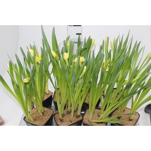 NARCISSUS AMARELO P14 QUADRADO