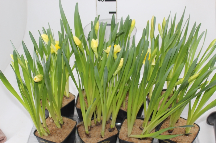 <h4>NARCISSUS AMARELO P14 QUADRADO</h4>