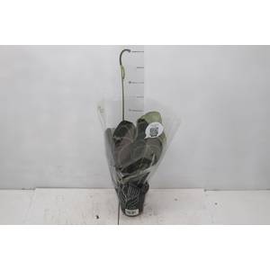 ANTH CLARINERVIUM P12
