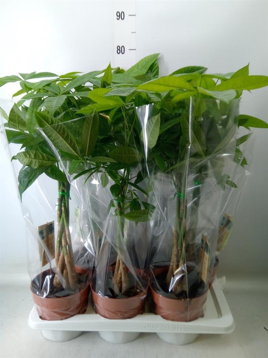 <h4>Pachira aquatica</h4>