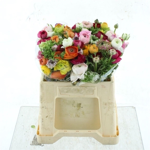 Ran Cloni Pon Mix In Bucket