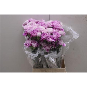 Di St Merletto Lavender