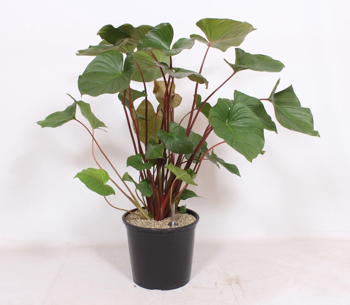 <h4>Homalomena rubescens Maggy</h4>