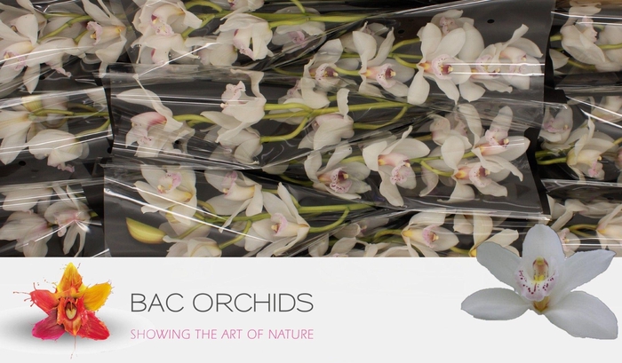 <h4>CYMB T SILVER</h4>