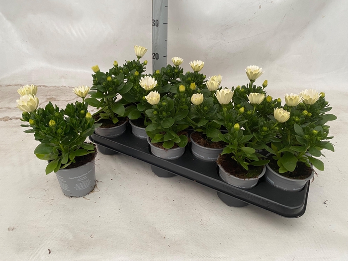 <h4>OSTEO MA CREAM</h4>