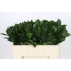 Ruscus aculeatus   ...groot blad