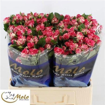 <h4>R Tr Fireworks</h4>