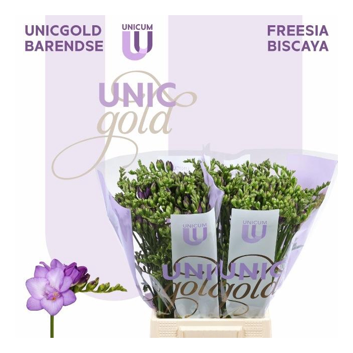 <h4>Fr Du Biscaya</h4>