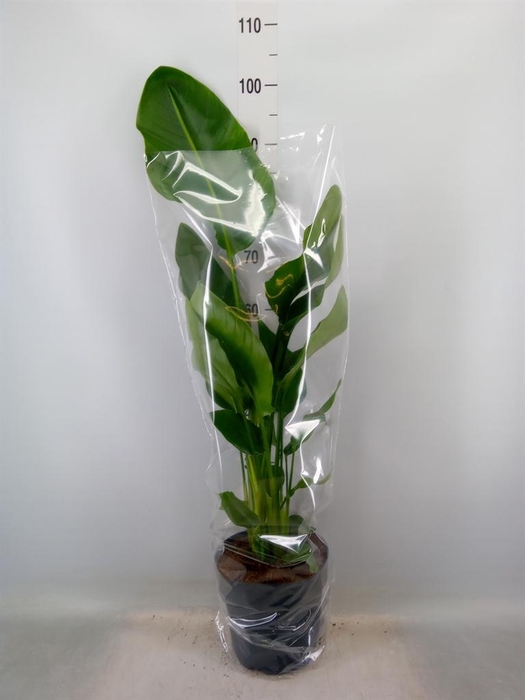 <h4>Strelitzia nicolai</h4>