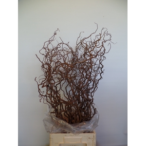 Corylus Contorta 2 Years Epping