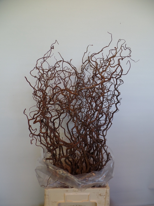 <h4>Corylus Contorta 2 Years Epping</h4>